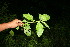 ( - BioBot10599)  @11 [ ] CreativeCommons - Attribution Non-Commercial Share-Alike (2011) Daniel H. Janzen Guanacaste Dry Forest Conservation Fund