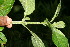  ( - BioBot10599)  @11 [ ] CreativeCommons - Attribution Non-Commercial Share-Alike (2011) Daniel H. Janzen Guanacaste Dry Forest Conservation Fund
