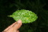  ( - BioBot10599)  @11 [ ] CreativeCommons - Attribution Non-Commercial Share-Alike (2011) Daniel H. Janzen Guanacaste Dry Forest Conservation Fund