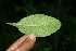  ( - BioBot10599)  @11 [ ] CreativeCommons - Attribution Non-Commercial Share-Alike (2011) Daniel H. Janzen Guanacaste Dry Forest Conservation Fund