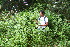  ( - BioBot10601)  @11 [ ] CreativeCommons - Attribution Non-Commercial Share-Alike (2011) Daniel H. Janzen Guanacaste Dry Forest Conservation Fund