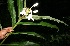  ( - BioBot10603)  @11 [ ] CreativeCommons - Attribution Non-Commercial Share-Alike (2011) Daniel H. Janzen Guanacaste Dry Forest Conservation Fund