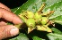  (Hedychium coronarium - BioBot10603)  @11 [ ] CreativeCommons - Attribution Non-Commercial Share-Alike (2011) Daniel H. Janzen Guanacaste Dry Forest Conservation Fund
