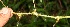  ( - BioBot10625)  @11 [ ] CreativeCommons - Attribution Non-Commercial Share-Alike (2010) Daniel H. Janzen Guanacaste Dry Forest Conservation Fund