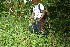  ( - BioBot10626)  @11 [ ] CreativeCommons - Attribution Non-Commercial Share-Alike (2010) Daniel H. Janzen Guanacaste Dry Forest Conservation Fund