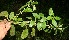  ( - BioBot10626)  @11 [ ] CreativeCommons - Attribution Non-Commercial Share-Alike (2010) Daniel H. Janzen Guanacaste Dry Forest Conservation Fund