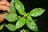  ( - BioBot10626)  @11 [ ] CreativeCommons - Attribution Non-Commercial Share-Alike (2010) Daniel H. Janzen Guanacaste Dry Forest Conservation Fund