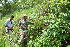  ( - BioBot10642)  @11 [ ] CreativeCommons - Attribution Non-Commercial Share-Alike (2010) Daniel H. Janzen Guanacaste Dry Forest Conservation Fund