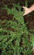  (Randia loniceroides - BioBot10653)  @11 [ ] CreativeCommons - Attribution Non-Commercial Share-Alike (2010) Daniel H. Janzen Guanacaste Dry Forest Conservation Fund