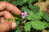  ( - BioBot10695)  @11 [ ] CreativeCommons - Attribution Non-Commercial Share-Alike (2010) Daniel H. Janzen Guanacaste Dry Forest Conservation Fund