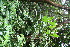  (Tetrorchidium rotundatum - BioBot10712)  @11 [ ] CreativeCommons - Attribution Non-Commercial Share-Alike (2010) Daniel H. Janzen Guanacaste Dry Forest Conservation Fund