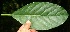  ( - BioBot10712)  @11 [ ] CreativeCommons - Attribution Non-Commercial Share-Alike (2010) Daniel H. Janzen Guanacaste Dry Forest Conservation Fund