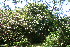  (Lennea - BioBot10723)  @11 [ ] CreativeCommons - Attribution Non-Commercial Share-Alike (2010) Daniel H. Janzen Guanacaste Dry Forest Conservation Fund