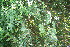  ( - BioBot10726)  @11 [ ] CreativeCommons - Attribution Non-Commercial Share-Alike (2010) Daniel H. Janzen Guanacaste Dry Forest Conservation Fund