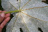  ( - BioBot10726)  @11 [ ] CreativeCommons - Attribution Non-Commercial Share-Alike (2010) Daniel H. Janzen Guanacaste Dry Forest Conservation Fund