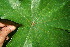  ( - BioBot10726)  @11 [ ] CreativeCommons - Attribution Non-Commercial Share-Alike (2010) Daniel H. Janzen Guanacaste Dry Forest Conservation Fund