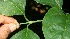  ( - BioBot10739)  @11 [ ] CreativeCommons - Attribution Non-Commercial Share-Alike (2010) Daniel H. Janzen Guanacaste Dry Forest Conservation Fund