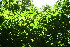  ( - BioBot10741)  @11 [ ] CreativeCommons - Attribution Non-Commercial Share-Alike (2010) Daniel H. Janzen Guanacaste Dry Forest Conservation Fund