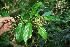  ( - BioBot10741)  @11 [ ] CreativeCommons - Attribution Non-Commercial Share-Alike (2010) Daniel H. Janzen Guanacaste Dry Forest Conservation Fund