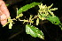  ( - BioBot10741)  @11 [ ] CreativeCommons - Attribution Non-Commercial Share-Alike (2010) Daniel H. Janzen Guanacaste Dry Forest Conservation Fund