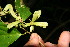  ( - BioBot10741)  @11 [ ] CreativeCommons - Attribution Non-Commercial Share-Alike (2010) Daniel H. Janzen Guanacaste Dry Forest Conservation Fund