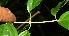  ( - BioBot10741)  @11 [ ] CreativeCommons - Attribution Non-Commercial Share-Alike (2010) Daniel H. Janzen Guanacaste Dry Forest Conservation Fund