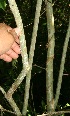  (Citharexylum costaricense - BioBot10759)  @11 [ ] CreativeCommons - Attribution Non-Commercial Share-Alike (2010) Daniel H. Janzen Guanacaste Dry Forest Conservation Fund