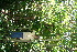  ( - BioBot10767)  @11 [ ] CreativeCommons - Attribution Non-Commercial Share-Alike (2010) Daniel H. Janzen Guanacaste Dry Forest Conservation Fund