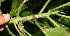  ( - BioBot10767)  @11 [ ] CreativeCommons - Attribution Non-Commercial Share-Alike (2010) Daniel H. Janzen Guanacaste Dry Forest Conservation Fund