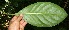 ( - BioBot10767)  @11 [ ] CreativeCommons - Attribution Non-Commercial Share-Alike (2010) Daniel H. Janzen Guanacaste Dry Forest Conservation Fund