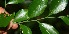 ( - BioBot10770)  @11 [ ] CreativeCommons - Attribution Non-Commercial Share-Alike (2010) Daniel H. Janzen Guanacaste Dry Forest Conservation Fund