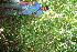  ( - BioBot10789)  @11 [ ] CreativeCommons - Attribution Non-Commercial Share-Alike (2010) Daniel H. Janzen Guanacaste Dry Forest Conservation Fund