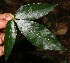 ( - BioBot10790)  @11 [ ] CreativeCommons - Attribution Non-Commercial Share-Alike (2010) Daniel H. Janzen Guanacaste Dry Forest Conservation Fund