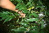  ( - BioBot10797)  @11 [ ] CreativeCommons - Attribution Non-Commercial Share-Alike (2010) Daniel H. Janzen Guanacaste Dry Forest Conservation Fund