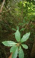 ( - BioBot10803)  @11 [ ] CreativeCommons - Attribution Non-Commercial Share-Alike (2010) Daniel H. Janzen Guanacaste Dry Forest Conservation Fund