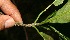  ( - BioBot10803)  @11 [ ] CreativeCommons - Attribution Non-Commercial Share-Alike (2010) Daniel H. Janzen Guanacaste Dry Forest Conservation Fund