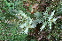  ( - BioBot10818)  @11 [ ] CreativeCommons - Attribution Non-Commercial Share-Alike (2010) Daniel H. Janzen Guanacaste Dry Forest Conservation Fund