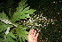  ( - BioBot10818)  @11 [ ] CreativeCommons - Attribution Non-Commercial Share-Alike (2010) Daniel H. Janzen Guanacaste Dry Forest Conservation Fund