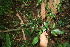  ( - BioBot10824)  @11 [ ] CreativeCommons - Attribution Non-Commercial Share-Alike (2010) Daniel H. Janzen Guanacaste Dry Forest Conservation Fund