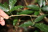  ( - BioBot10824)  @11 [ ] CreativeCommons - Attribution Non-Commercial Share-Alike (2010) Daniel H. Janzen Guanacaste Dry Forest Conservation Fund