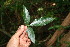 ( - BioBot10824)  @11 [ ] CreativeCommons - Attribution Non-Commercial Share-Alike (2010) Daniel H. Janzen Guanacaste Dry Forest Conservation Fund