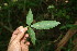  ( - BioBot10824)  @11 [ ] CreativeCommons - Attribution Non-Commercial Share-Alike (2010) Daniel H. Janzen Guanacaste Dry Forest Conservation Fund
