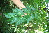  ( - BioBot10825)  @11 [ ] CreativeCommons - Attribution Non-Commercial Share-Alike (2010) Daniel H. Janzen Guanacaste Dry Forest Conservation Fund