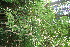  ( - BioBot10825)  @11 [ ] CreativeCommons - Attribution Non-Commercial Share-Alike (2010) Daniel H. Janzen Guanacaste Dry Forest Conservation Fund