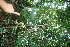  ( - BioBot10827)  @11 [ ] CreativeCommons - Attribution Non-Commercial Share-Alike (2010) Daniel H. Janzen Guanacaste Dry Forest Conservation Fund