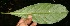  ( - BioBot10838)  @11 [ ] CreativeCommons - Attribution Non-Commercial Share-Alike (2010) Daniel H. Janzen Guanacaste Dry Forest Conservation Fund