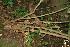  ( - BioBot10841)  @11 [ ] CreativeCommons - Attribution Non-Commercial Share-Alike (2010) Daniel H. Janzen Guanacaste Dry Forest Conservation Fund