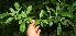  ( - BioBot10849)  @11 [ ] CreativeCommons - Attribution Non-Commercial Share-Alike (2010) Daniel H. Janzen Guanacaste Dry Forest Conservation Fund