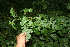 ( - BioBot10849)  @11 [ ] CreativeCommons - Attribution Non-Commercial Share-Alike (2010) Daniel H. Janzen Guanacaste Dry Forest Conservation Fund