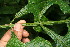  ( - BioBot10849)  @11 [ ] CreativeCommons - Attribution Non-Commercial Share-Alike (2010) Daniel H. Janzen Guanacaste Dry Forest Conservation Fund